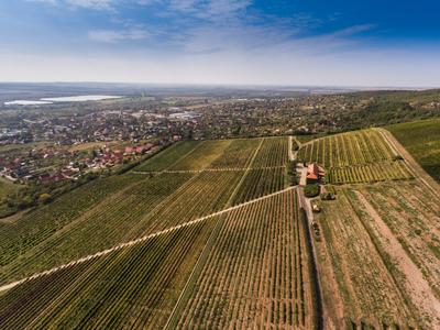 Szőlészet, Pécs-stock-photo