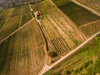 Szőlészet, Pécs-stock-photo