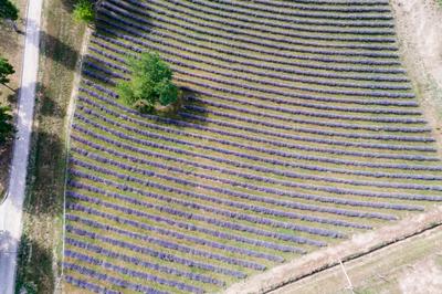 Kőröshegyi levendulás, Kőröshegy-stock-foto