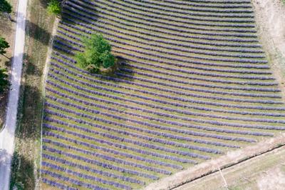 Kőröshegyi levendulás, Kőröshegy-stock-photo