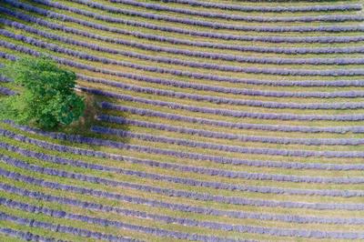 Kőröshegyi levendulás, Kőröshegy-stock-foto