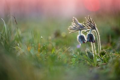 Fekete kökörcsin (Pulsatilla pratensis subsp. nigricans)-stock-foto