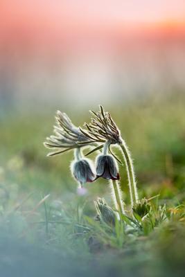 Fekete kökörcsin (Pulsatilla pratensis subsp. nigricans)-stock-foto