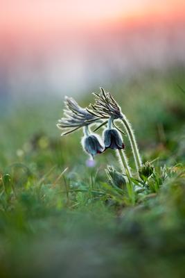 Fekete kökörcsin (Pulsatilla pratensis subsp. nigricans)-stock-foto