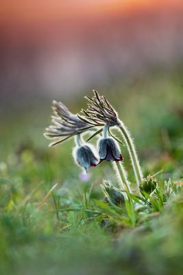 Fekete kökörcsin (Pulsatilla pratensis subsp. nigricans)-stock-foto