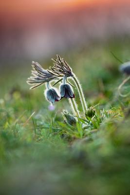 Fekete kökörcsin (Pulsatilla pratensis subsp. nigricans)-stock-foto