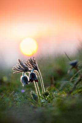Fekete kökörcsin (Pulsatilla pratensis subsp. nigricans)-stock-foto
