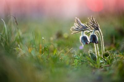 Fekete kökörcsin (Pulsatilla pratensis subsp. nigricans)-stock-foto