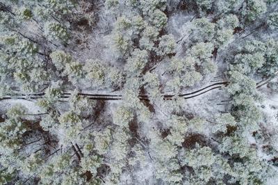 road with snowy forest in Hungary-stock-foto
