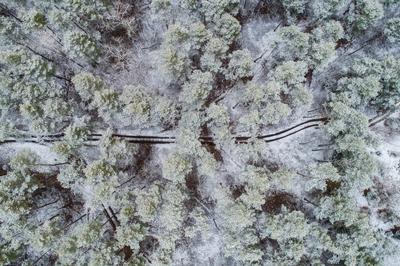 road with snowy forest in Hungary-stock-photo