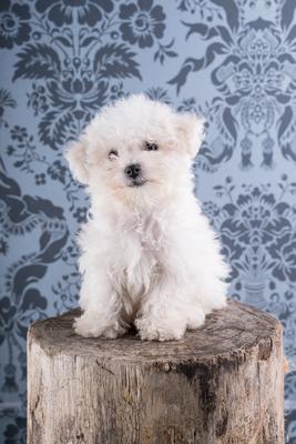 Cute Bichon Frise puppy on studio-stock-photo