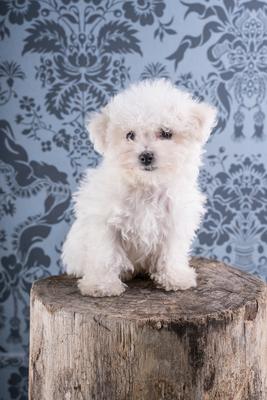 Cute Bichon Frise puppy on studio-stock-photo