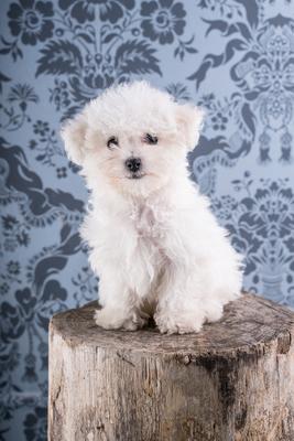 Cute Bichon Frise puppy on studio-stock-photo