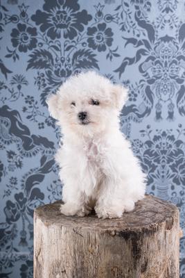 Cute Bichon Frise puppy on studio-stock-photo