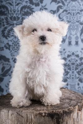 Cute Bichon Frise puppy on studio-stock-photo