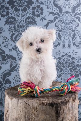 Cute Bichon Frise puppy on studio-stock-photo