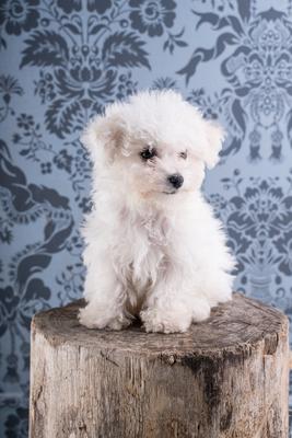 Cute Bichon Frise puppy on studio-stock-photo