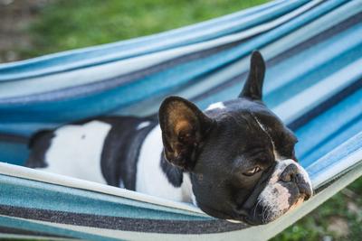 young cute french bulldog relaxing in hammock-stock-photo