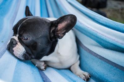 young cute french bulldog relaxing in hammock-stock-photo