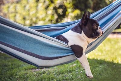 young cute french bulldog relaxing in hammock-stock-photo