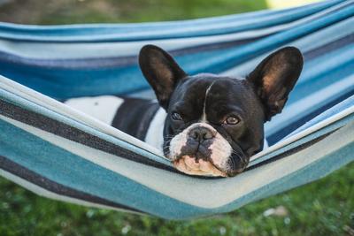 young cute french bulldog relaxing in hammock-stock-photo