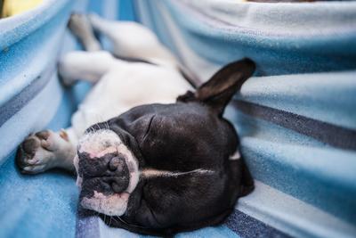 young cute french bulldog relaxing in hammock-stock-photo