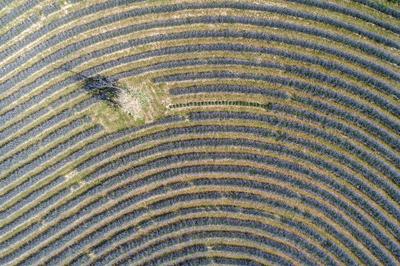 beautiful lavender  flowers from above in koroshegy-stock-photo