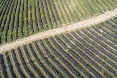 beautiful lavender flowers from above in koroshegy-stock-photo