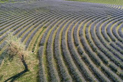 beautiful lavender flowers from above in koroshegy-stock-photo