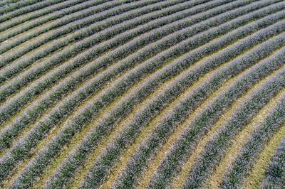 beautiful lavender flowers from above in koroshegy-stock-foto