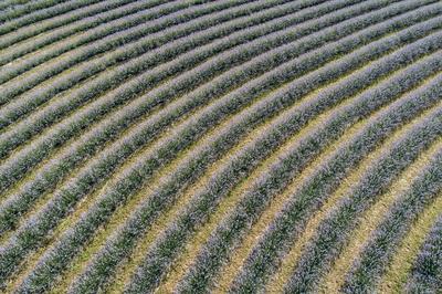 beautiful lavender flowers from above in koroshegy-stock-photo