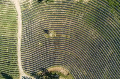 beautiful lavender  flowers from above in koroshegy-stock-foto