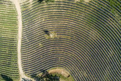 beautiful lavender  flowers from above in koroshegy-stock-photo