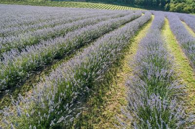 beautiful lavender flowers from above in koroshegy-stock-photo