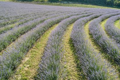 beautiful lavender flowers from above in koroshegy-stock-photo