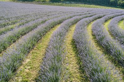 beautiful lavender flowers from above in koroshegy-stock-foto