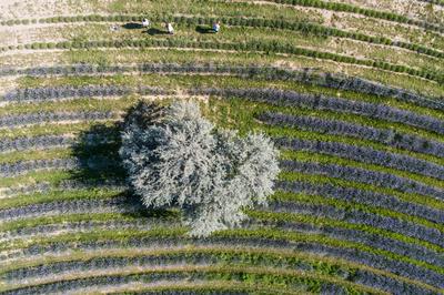 beautiful lavender  flowers from above in koroshegy-stock-foto