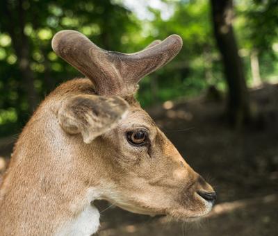 deer staring straight back at the camera --stock-foto