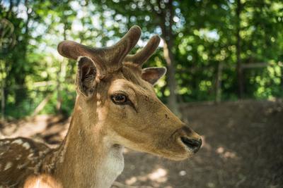deer staring straight back at the camera --stock-foto