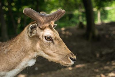 deer staring straight back at the camera --stock-foto