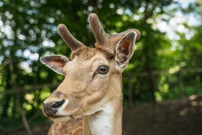 deer staring straight back at the camera --stock-foto