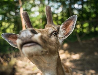 deer staring straight back at the camera --stock-foto