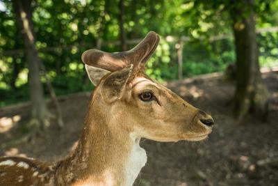 deer staring straight back at the camera --stock-foto