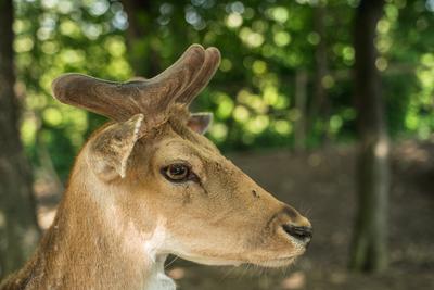 deer staring straight back at the camera --stock-foto