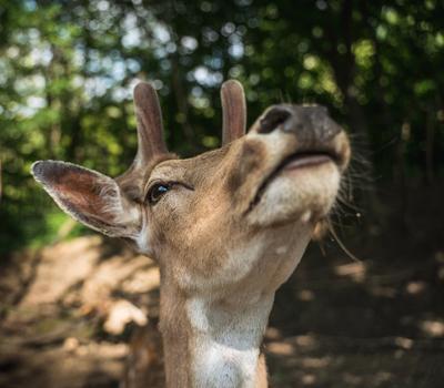 deer staring straight back at the camera --stock-foto