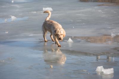 dog walking on frozen lake-stock-photo