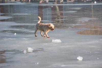 dog walking on frozen lake-stock-photo