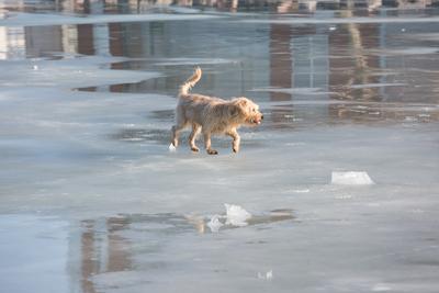 dog walking on frozen lake-stock-photo