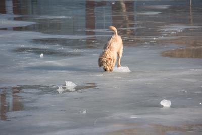 dog walking on frozen lake-stock-photo