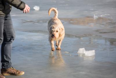 dog walking on frozen lake-stock-photo